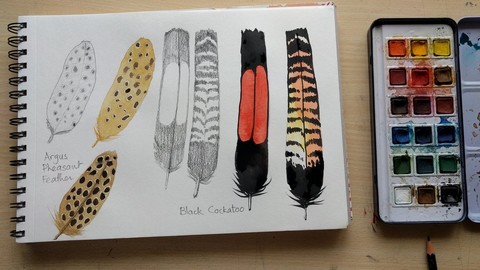 Sketchbook Everyday - Painting Feathers in Watercolor