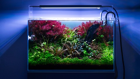 Aquascaping von A bis Z