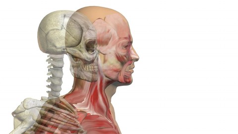 Yoga Salud : Anatomía para el Hatha Yoga .