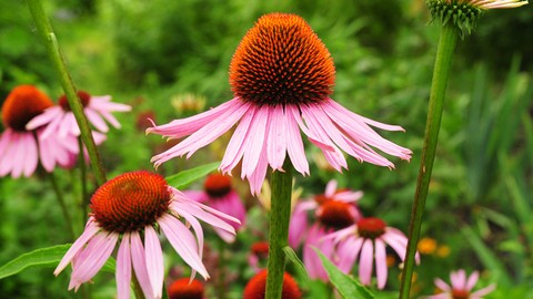 Herbalism :: Growing Top Medicinal Plants  Certificate