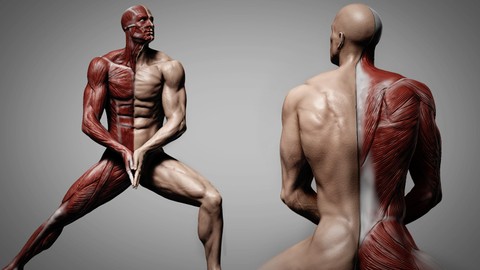 Human Anatomy for Artists using Zbrush and Photoshop