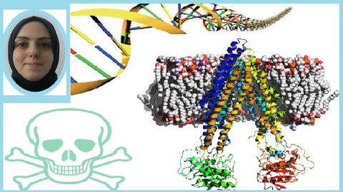 Biology, Translational Pharmacology & Toxicology Computation