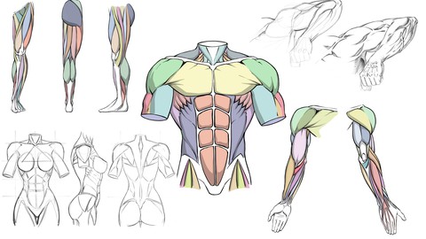 How to Draw Dynamic Anatomy - Step by Step