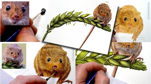 How To Paint in Watercolour a Realistic, Cute Harvest Mouse!