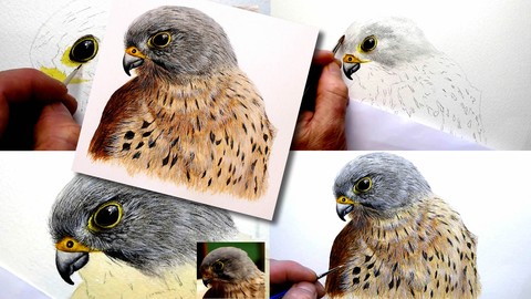 Watercolour Bird Painting Lesson, Paint a Realistic Kestrel!