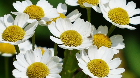 Devenez Conseiller en Plantes Médicinales 1/3