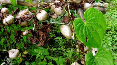 PANC - Plantas Alimentícias Não Convencionais