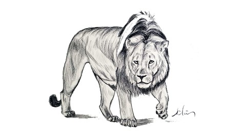 Hayvan Çizimi Resim Kursu | Animal Drawing Course