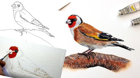 How To Paint in Watercolor a Realistic Bird | Goldfinch