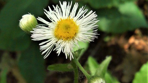 Nature and Forest Bathing