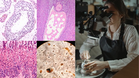 Human Histology for Medical students | 6 hours | 33 videos