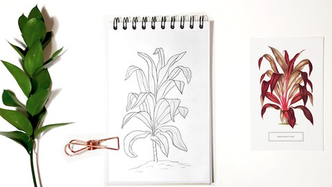 Botanical Line Drawing: Bent Leaves From Beginner To PRO