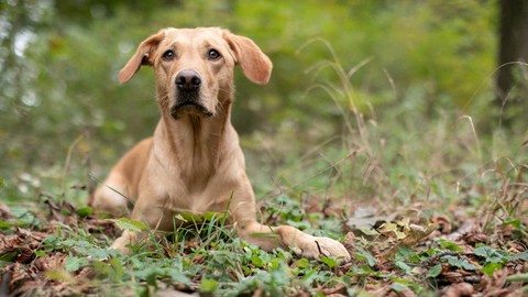 Hundefotografie für EinsteigerInnen