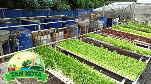 Belajar Aquaponik Bersama Tanikota Truly Natural Aquaponics