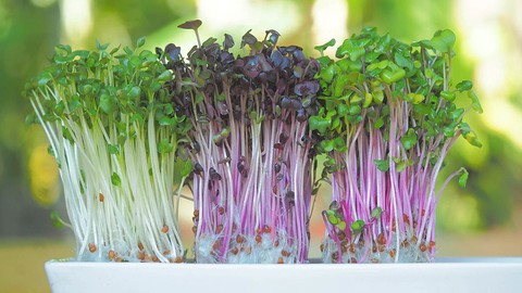 Microgreens Growing Business