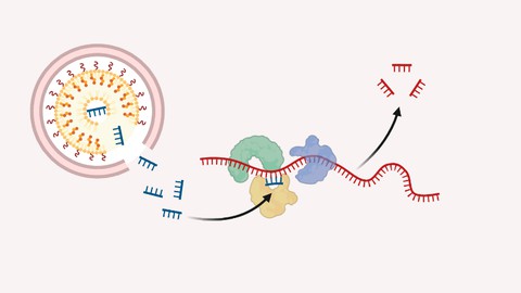 Molecular Biology: Mechanism of Gene Silencing