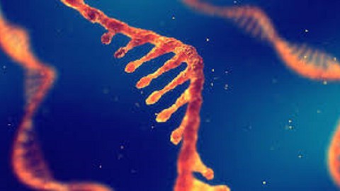 RNA STRUCTURE DETAILED CONCEPT