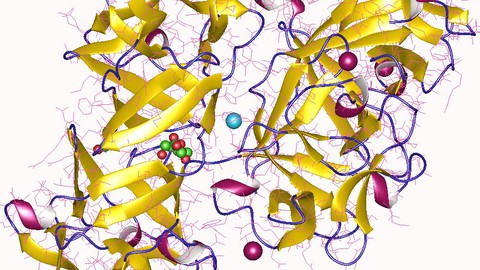 Molecular Biology: From Amino Acids to Protein