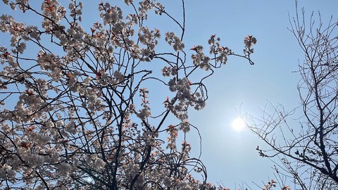 Le japonais pour survivre au Japon