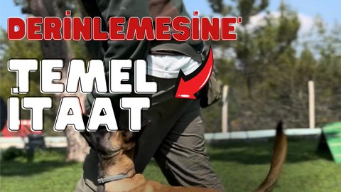 Kendi Köpeğini Kendin Eğit - Derinlemesine İtaat Eğitimi