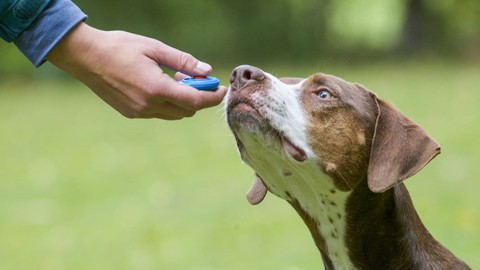 Adiestramiento Canino: Sé un experto en Clicker Training III