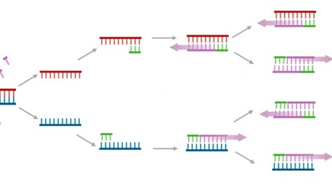 Principles in qPCR and Data analysis