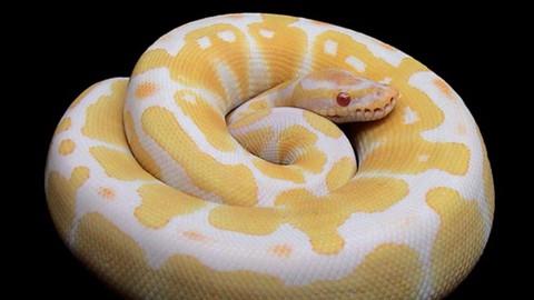 Learning how to use Python