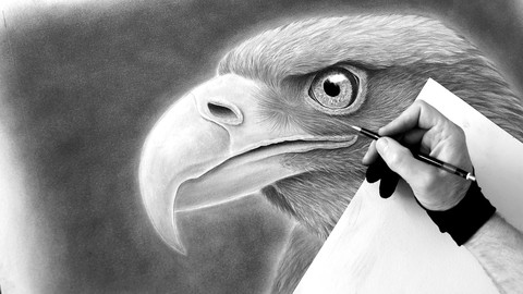 Vögel realistisch zeichnen: Der Adler