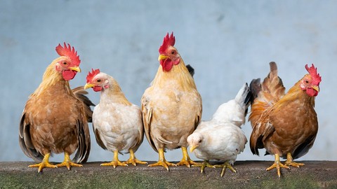 Poultry Farming Business