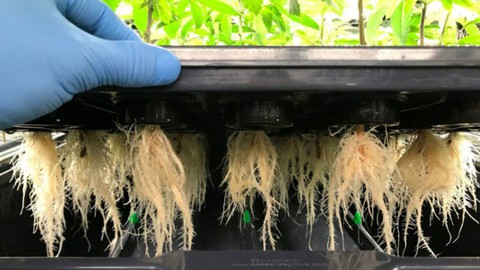 Aeroponics Design Farming And Gardening