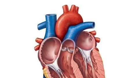 Pulmonary Hypertension : Pathophysiology and Management