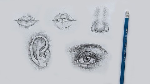 Fundamentals of Drawing: Facial Anatomy Essentials