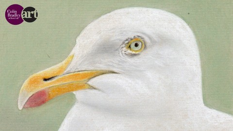 Draw a Simple Seagull using Pastel Pencils for Beginners