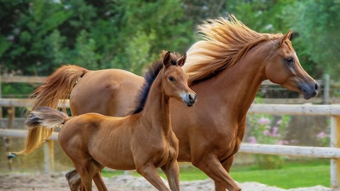 Economics and Horses, Sunshine and Summer