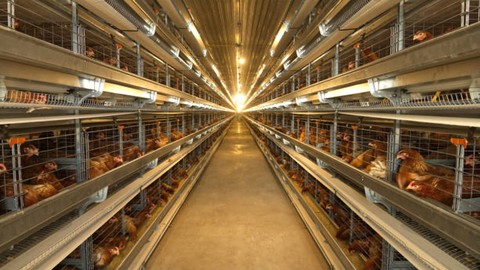 Poultry Farming Technology