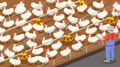 Poultry Farming Management