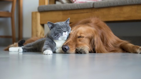 Craniosacral Therapy for Dogs and Cats Certificate Course