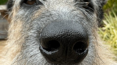 Sniff! Scent Detection Games For Pet Dog Fun