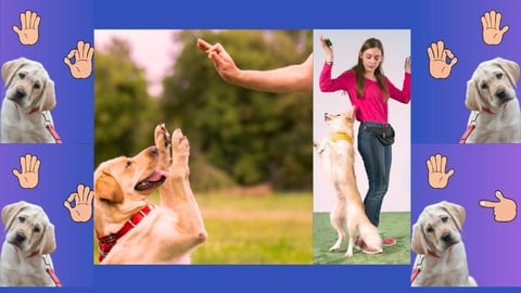 Transform Your Dog's Behavior Through Communication,Training