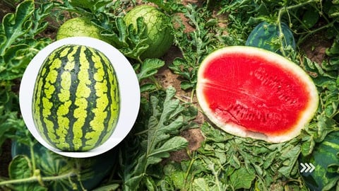 Comment cultiver le fruit de la pastèque : Tout de A à Z
