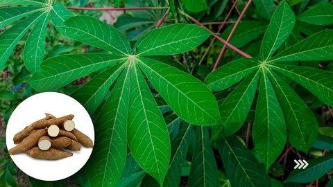 Comment Réussir la culture du Manioc : Toutes les techniques