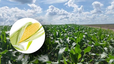 Agriculture: Tout sur la production du Maïs