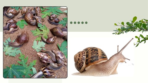 Elevage des Escargots: Tout pour maîtriser l'héliciculture