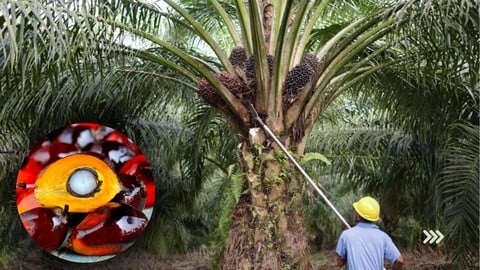 Comment créer une plantation de Palmier à Huile