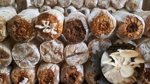 Myciculture: Tout sur la culture des champignons comestibles