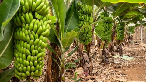 Comment réussir la culture de la banane plantain et fruit