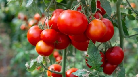 Comment cultiver la tomate - Tout maîtriser de A à Z