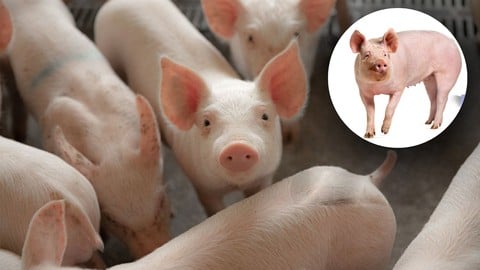 Porciculture: Comment réussir l'élevage du porc