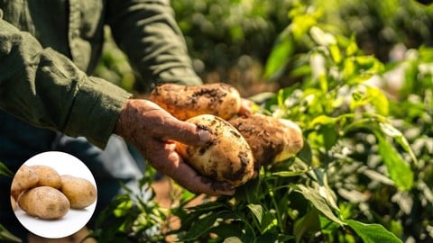 Agriculture - Comment cultiver les pommes de terres