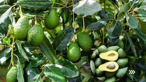 Création de plantation agricole: Comment cultiver l'avocat